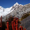  Bajecznie kolorowe rośliny w odkrytym przez Elę czarodziejskim ogrodzie koło obozu górnego pod Artesonraju. W głębi Millisraju (5500 m) i piramida Nevado Paron (5600 m). Fot. Elżbieta Jodłowska